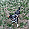 Vaïko participe au concours pour gagner de l'argent avec cette photo : dog, pet, outdoor, grass, field, black_and_white, brown_markings, standing, sitting, face, eyes, tail, harness, ball, toy, playful, alert, portrait, animal, daylight