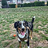 Vaïko participe au concours pour gagner de l'argent avec cette photo : dog, tricolor_dog, outdoors, grass, courtyard, apartment_buildings, hedges, orange_ball, harness, standing, happy, smiling, tongue_out, floppy_ears, tail_up, pet, canine, portrait, residential_area, daylight