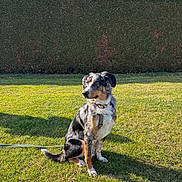 Vaïko participe au concours pour gagner de l'argent avec cette photo : dog, puppy, sitting, outdoor, grass, lawn, hedge, garden, blue_sky, sunlight, leash, collar, tri_color, floppy_ears, fur, pet, animal, portrait, nature, backyard