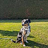 dog, puppy, sitting, outdoor, grass, lawn, hedge, garden, blue_sky, sunlight, leash, collar, tri_color, floppy_ears, fur, pet, animal, portrait, nature, backyard