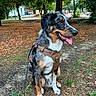 dog, park, outdoors, harness, leash, sitting, tongue_out, open_mouth, happy, portrait, tri_color, fur, animal, pet, trees, grass, fallen_leaves, path, urban_park, daylight