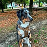 dog, pet, animal, tricolor, black_and_white, brown, sitting, harness, leash, park, outdoors, trees, autumn, leaves, path, street, portrait, fur, alert, companion