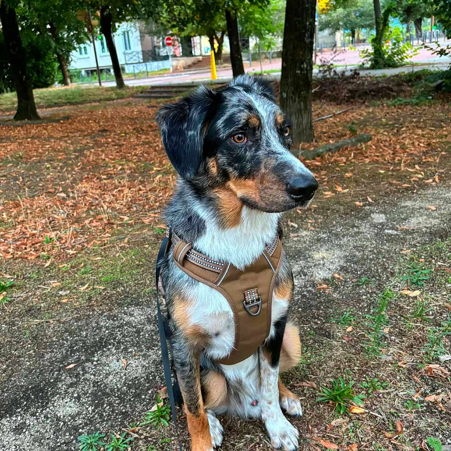 Vaïko a rejoint le concours — aidez-le/la à gagner de superbes lots ! dog, pet, animal, tricolor, black_and_white, brown, sitting, harness, leash, park, outdoors, trees, autumn, leaves, path, street, portrait, fur, alert, companion