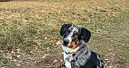 Vaïko a rejoint le concours — aidez-le/la à gagner de superbes lots ! dog, australian_shepherd, pet, animal, sitting, outdoors, woodland, forest, grass, leaves, trees, mountains, hills, winter, autumn, blue_sky, black_white_fur, brown_markings, harness, portrait