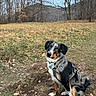 dog, australian_shepherd, pet, animal, sitting, outdoors, woodland, forest, grass, leaves, trees, mountains, hills, winter, autumn, blue_sky, black_white_fur, brown_markings, harness, portrait