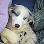 puppy, dog, blue_eyes, fluffy, cute, pet, animal, fur, lying_down, snuggle, cozy, soft, white, black_spots, close_up, young, domestic_animal, adorable, resting, portrait