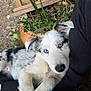puppy, dog, blue_eyes, speckled_coat, lap, person, plant, pot, greenery, wood, outdoor, fur, cute, pet, animal, resting, nature, closeup, young, companion