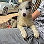 puppy, dog, blue_eyes, sitting, lap, person, outdoor, car, trees, gravel, relaxed, cute, pet, fur, animal, young, resting, casual_clothing, summer, sunlight