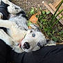 puppy, dog, blue_eyes, pet, playing, outdoor, plant, leaves, pot, person, legs, black_pants, fur, cute, animal, nature, collar, closeup, adorable, resting