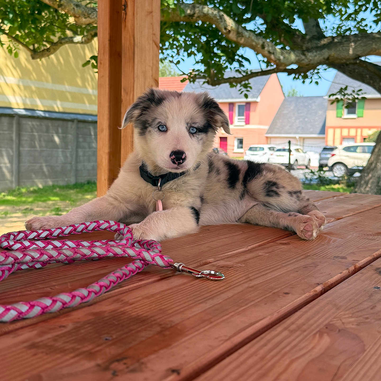 Stella a rejoint le concours — aidez-le/la à gagner de superbes lots ! animal, backyard, blue_eyes, collar, cute, dog, fence, grass, house, leash, nature, outdoor, pet, puppy, resting, summer, sunlight, tree, wooden_table, young_dog