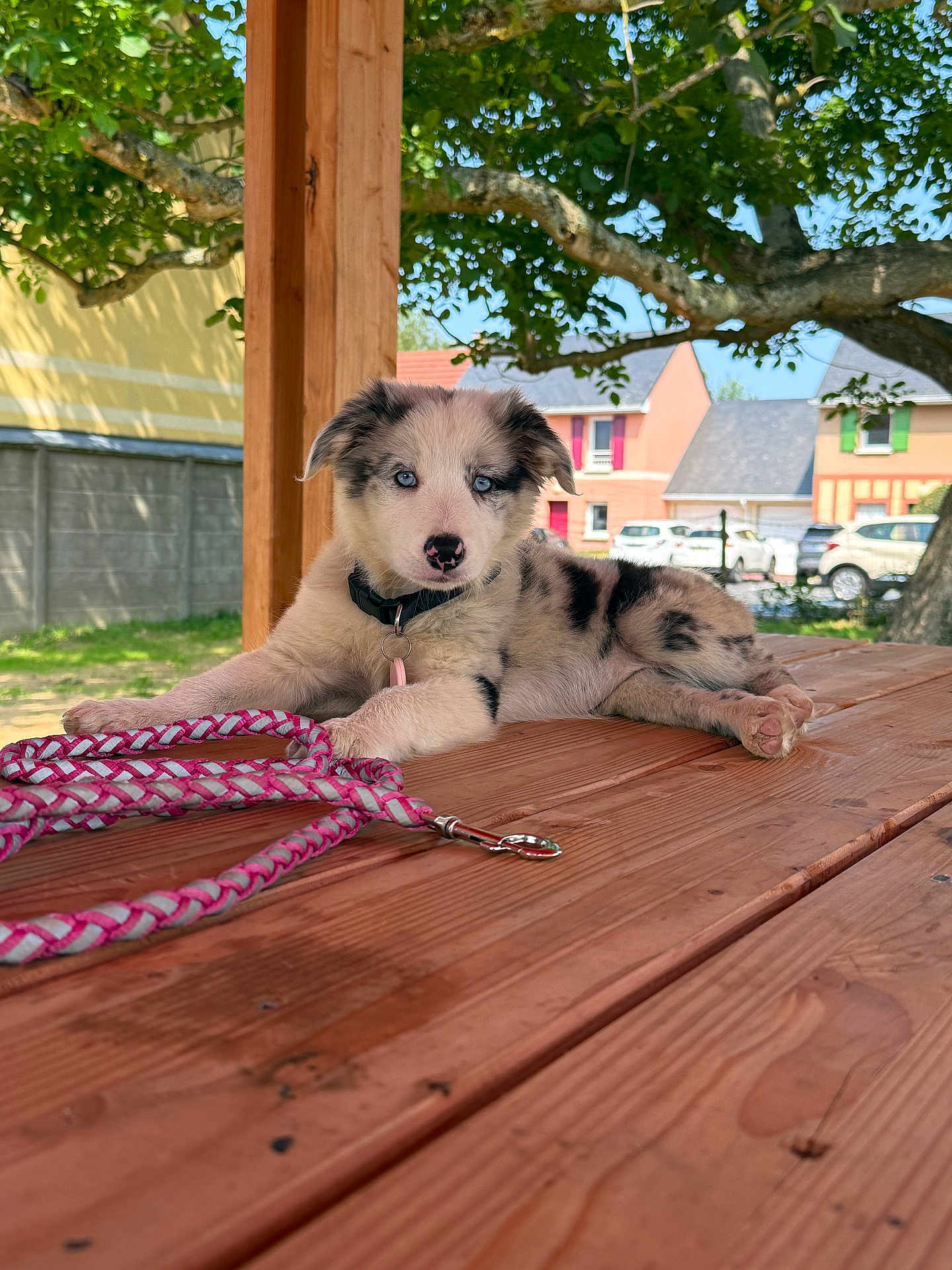 Stella