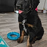animal, black_dog, blue_toy, brown_paws, cute, dog, domestic_animal, floor, fur, home, indoor, pet, pet_toy, playful, puppy, sitting, tongue_out, toy, wooden_floor, young_dog