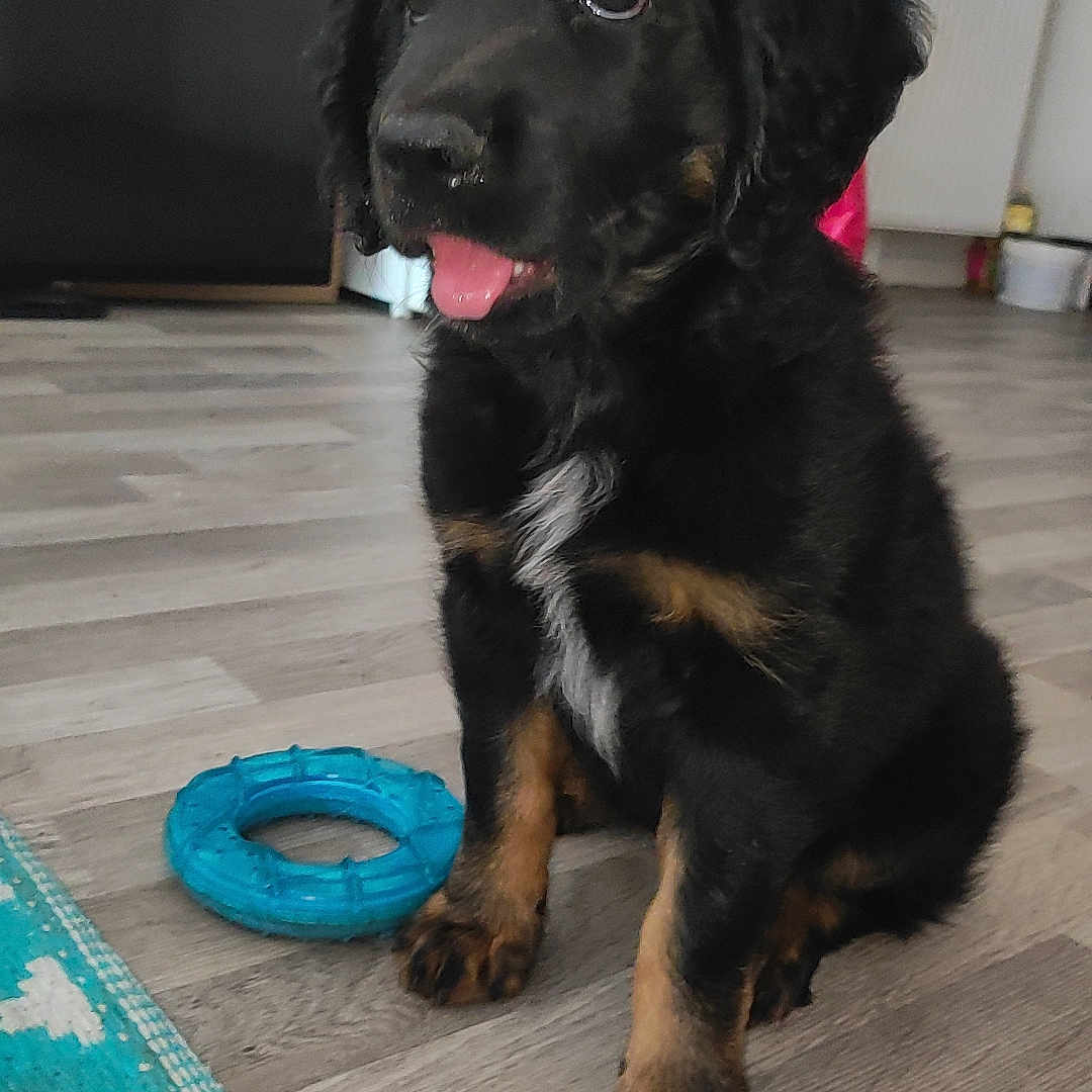 Kaya