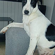 Tika participe au concours pour gagner de l'argent avec cette photo : dog, black_and_white, pet, indoor, blanket, couch, paw, fur, sitting, looking, curious, face, ears, floor, home, living_room, furniture, resting, animal, canine