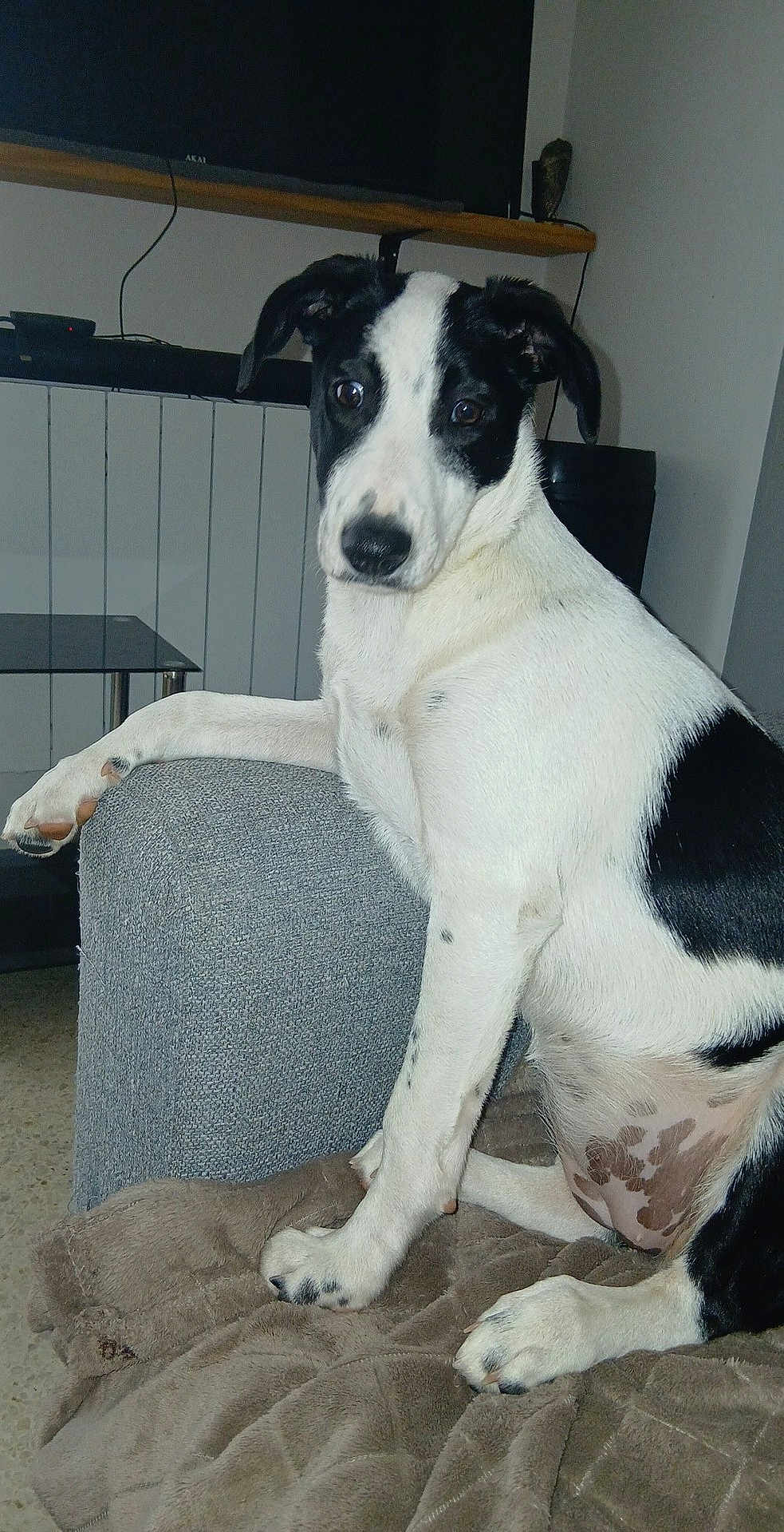 Tika participe au concours pour gagner de l'argent avec cette photo : dog, black_and_white, pet, indoor, blanket, couch, paw, fur, sitting, looking, curious, face, ears, floor, home, living_room, furniture, resting, animal, canine