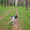 Tyka participe au concours pour gagner de l'argent avec cette photo : adventure, animal, canine, daylight, dog, forest, grass, greenery, happy, ivy, motion_blur, nature, outdoor, path, playful, running, tongue_out, trail, trees, woods