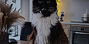Symba participe au concours pour gagner de l'argent avec cette photo : cat, long_hair, tuxedo_cat, whiskers, green_eyes, sitting, table, kitchen, oven, countertop, fairy_lights, pampas_grass, vase, cozy, indoor, pet, furry, portrait, home_decor, black_and_white_fur