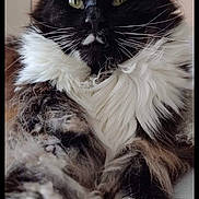 Symba participe au concours pour gagner de l'argent avec cette photo : cat, tuxedo_cat, long_hair, fluffy, whiskers, green_eyes, paws, fur, portrait, close_up, pet, indoor, bed, cozy, relaxed, cute, screenshot, mobile_status_bar, black_and_white, mammal