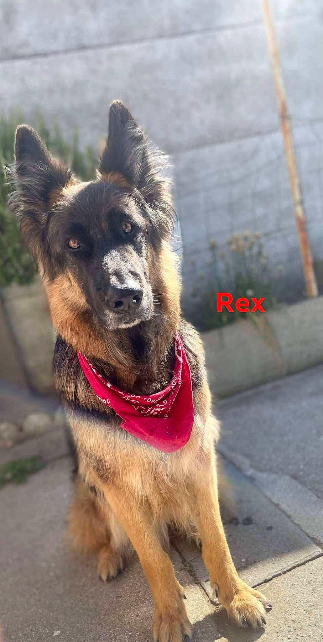 Rex participe au concours pour gagner de l'argent avec cette photo : ancient_dog_breeds, canidae, carnivore, collar, companion_dog, dog, dog_breed, dog_collar, fawn, fur, leash, plant, snout, sporting_group, street, tail, tree, whiskers, working_animal, working_dog