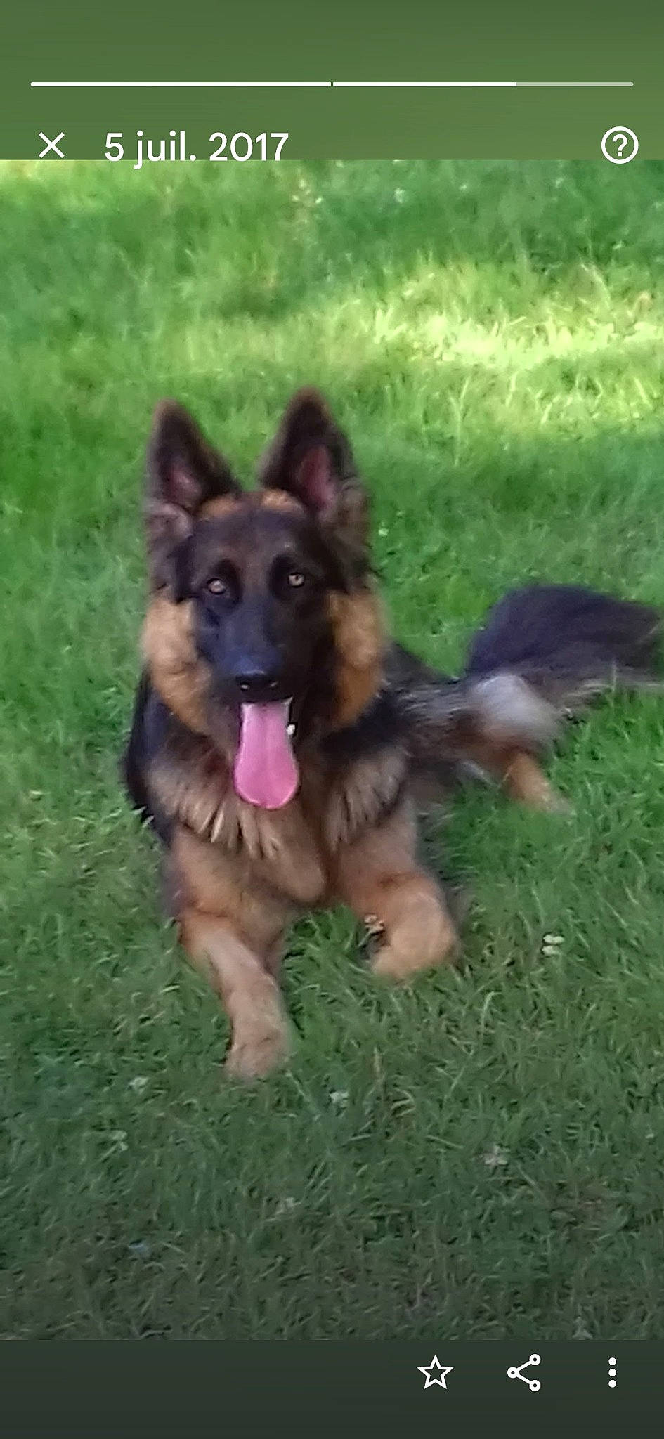Rex a rejoint le concours — aidez-le/la à gagner de superbes lots ! bohemian_shepherd, canidae, carnivore, companion_dog, dog, dog_breed, east_european_shepherd, fawn, german_shepherd_dog, grass, herbaceous_plant, herding_dog, king_shepherd, old_german_shepherd_dog, plant, snout, sporting_group, terrestrial_animal, tervuren, working_dog