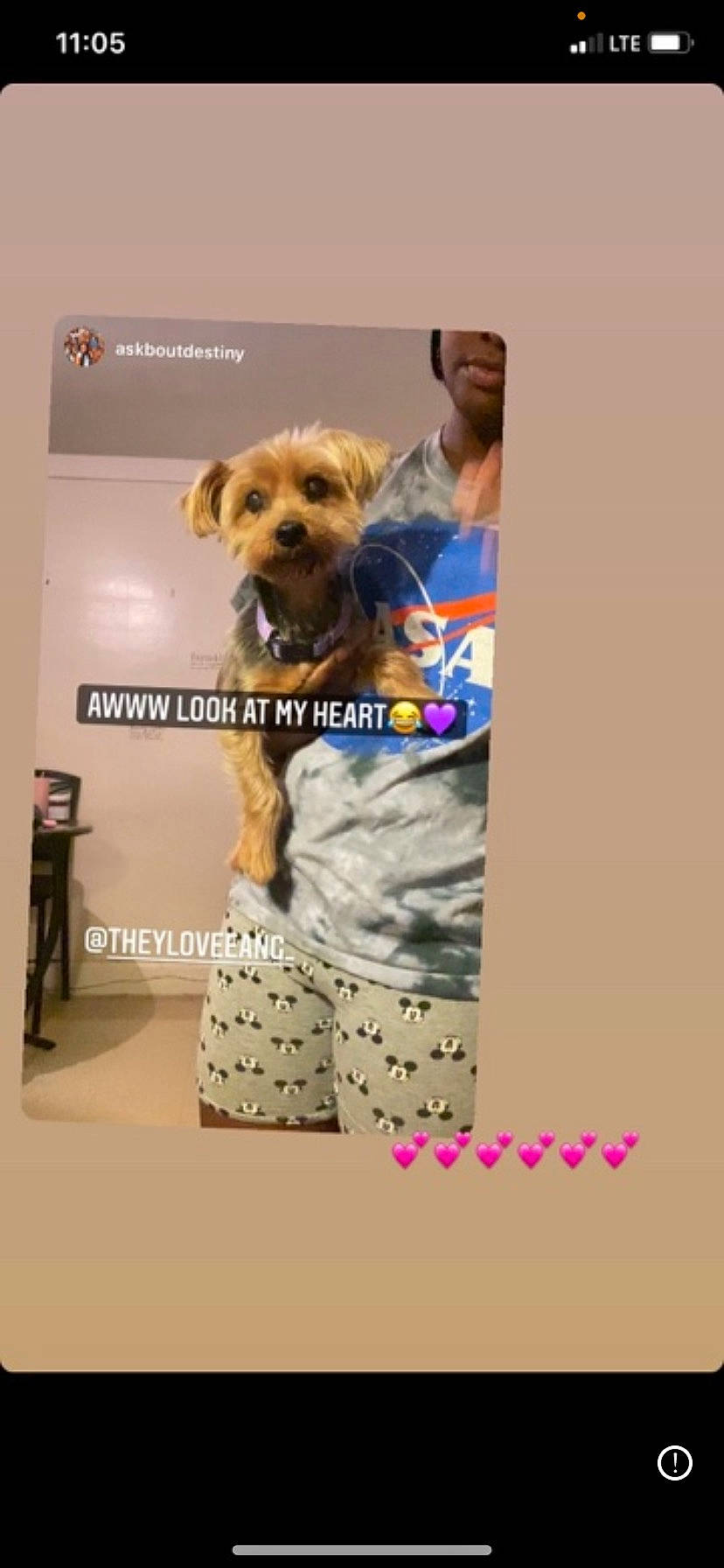 Gia is registered to the contest to win money with this photo: canidae, carnivore, companion_dog, dog, dog_breed, dog_clothes, dog_supply, font, fur, non_sporting_group, pattern, pet_supply, photo_caption, puppy, sleeve, small_terrier, sporting_group, terrier, toy_dog