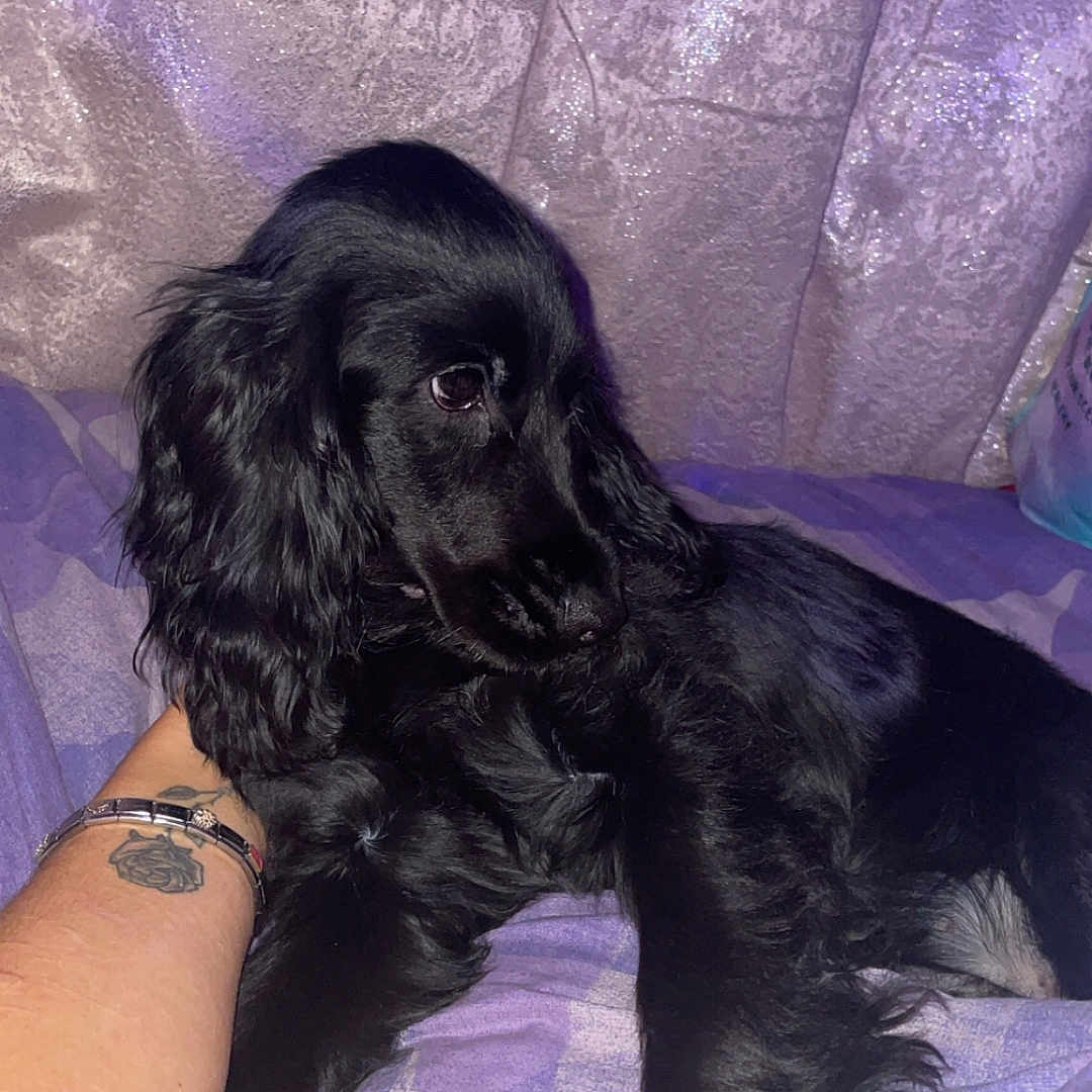 Penny is registered to the contest to win money with this photo: animal, ankle, arm, blanket, bodypart, canine, cockerspaniel, couch, dog, furniture, hand, papillon, person, pet, poodle, puppy, skin, tattoo, wrist, wristwatch