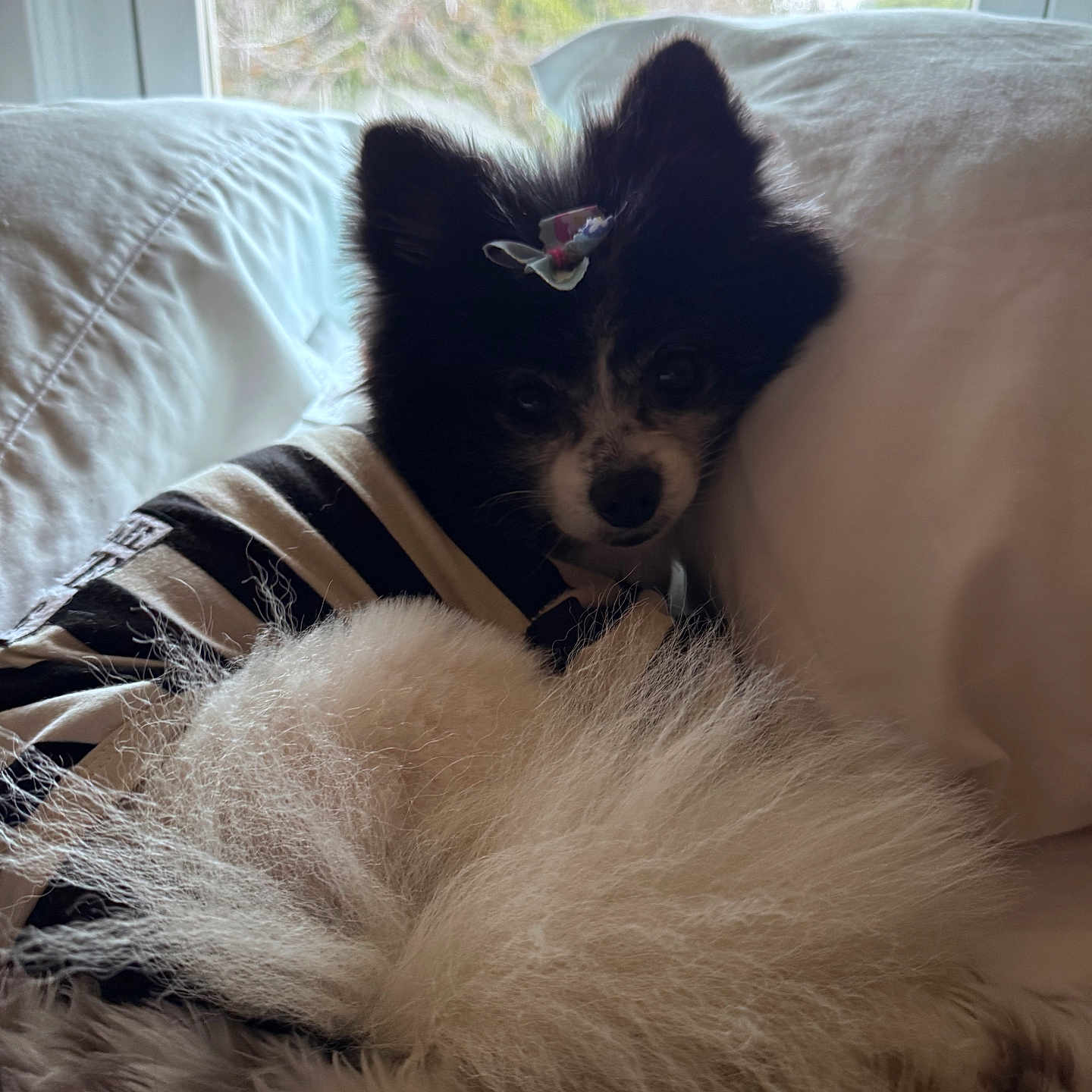 Stella is registered to the contest to win money with this photo: animal, bed, bedroom, blanket, canine, cat, cockerspaniel, couch, cushion, dog, eskimodog, furniture, homedecor, indoors, kitten, papillon, pet, puppy, room, terrier