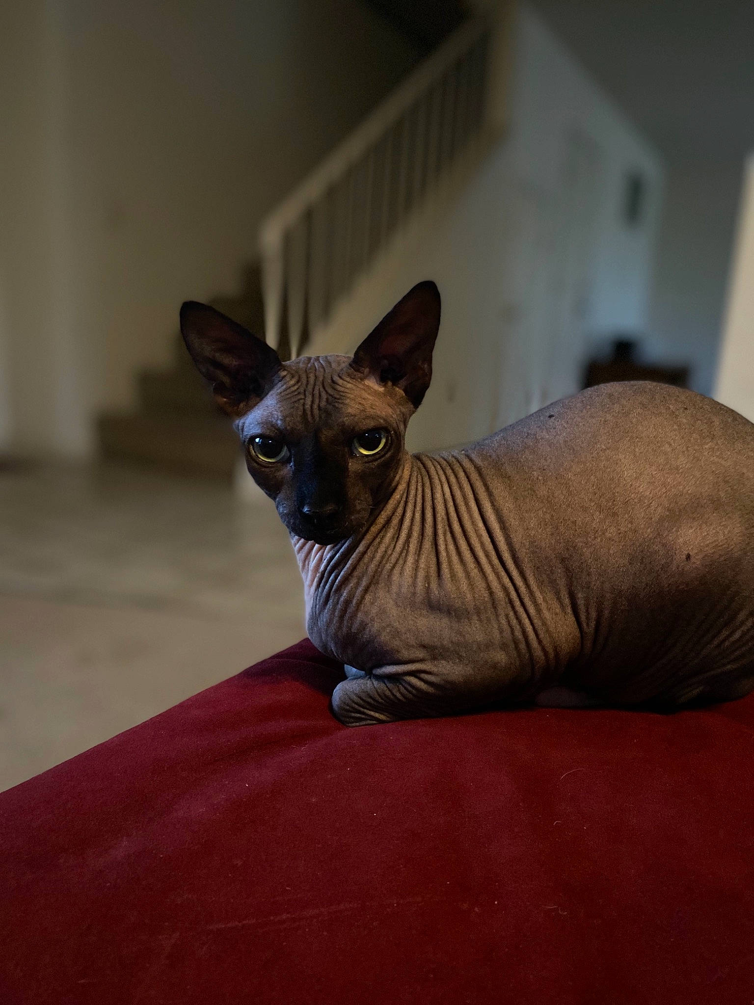 Wall-e joined the competition — help win amazing prizes! carnivore, cat, donskoy, felidae, kitten, mammal, oriental_shorthair, peterbald, small_to_medium_sized_cats, snout, sphynx, ukrainian_levkoy, vertebrate, whiskers