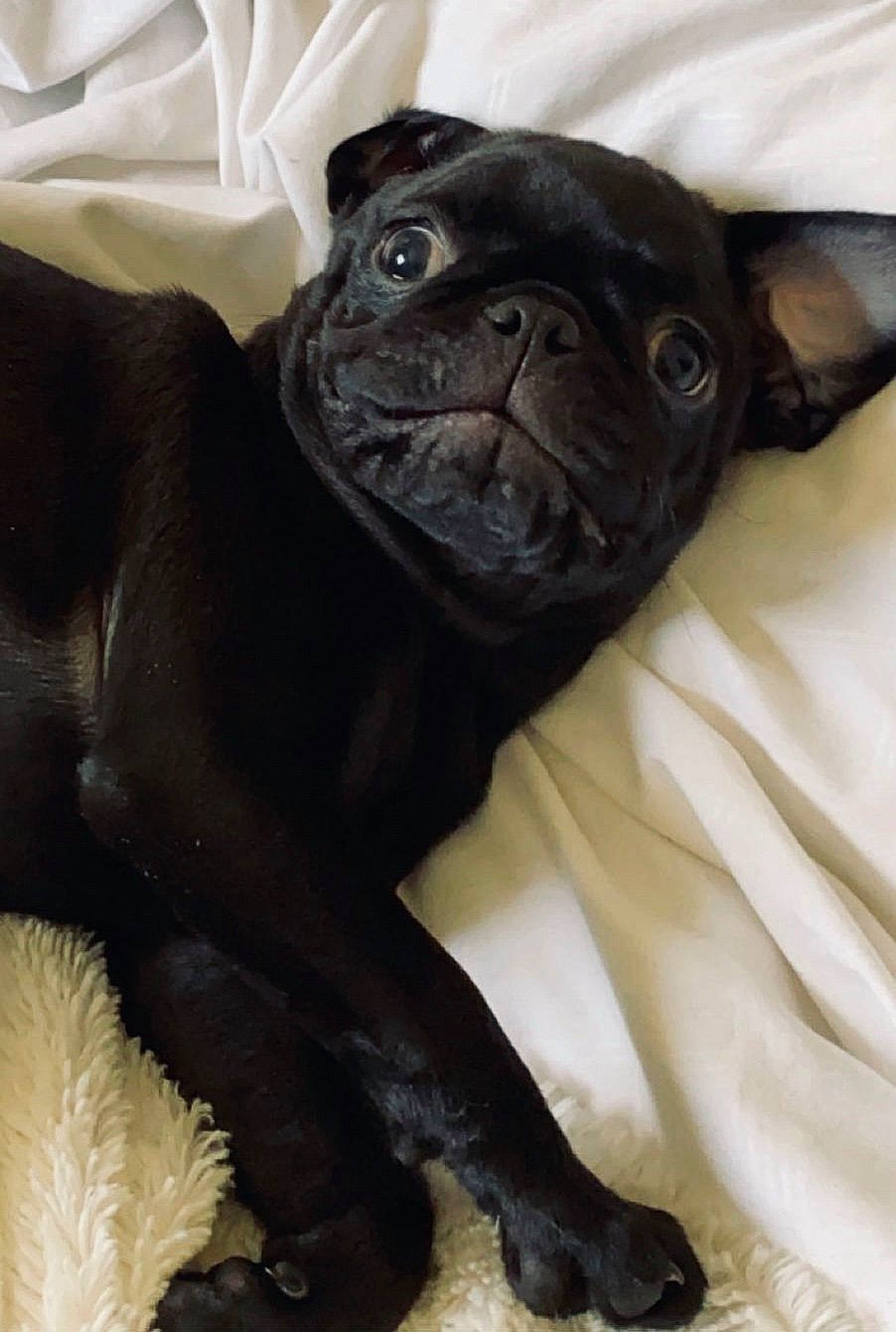 Yodi is registered to the contest to win money with this photo: canidae, carnivore, companion_dog, dog, dog_breed, fawn, french_bulldog, mammal, non_sporting_group, pug, puppy, skin, snout, sporting_group, toy_dog, vertebrate, whiskers, wrinkle