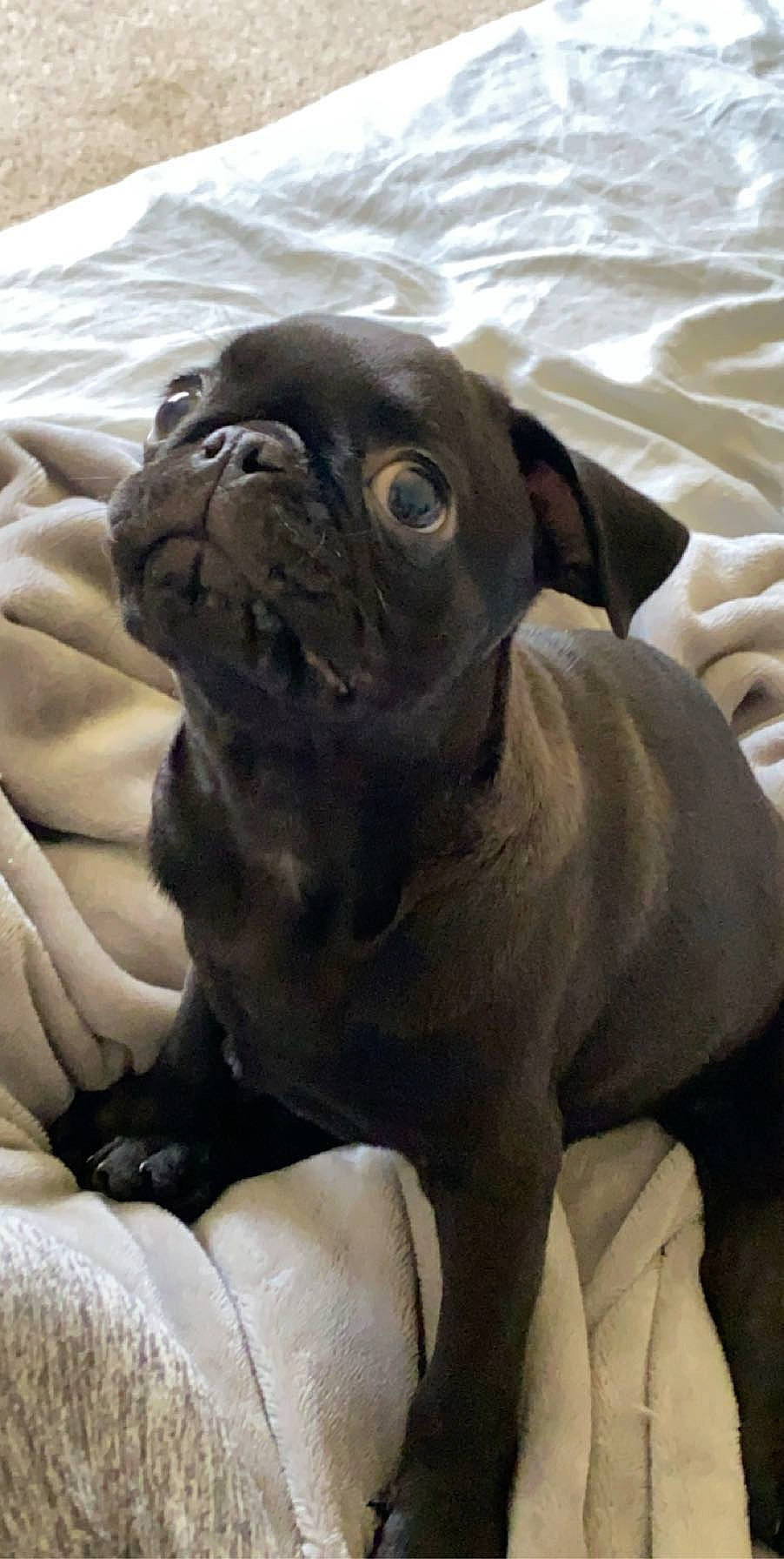 Yodi is registered to the contest to win money with this photo: canidae, carnivore, companion_dog, dog, dog_breed, fawn, french_bulldog, mammal, non_sporting_group, pug, snout, sporting_group, vertebrate, wrinkle