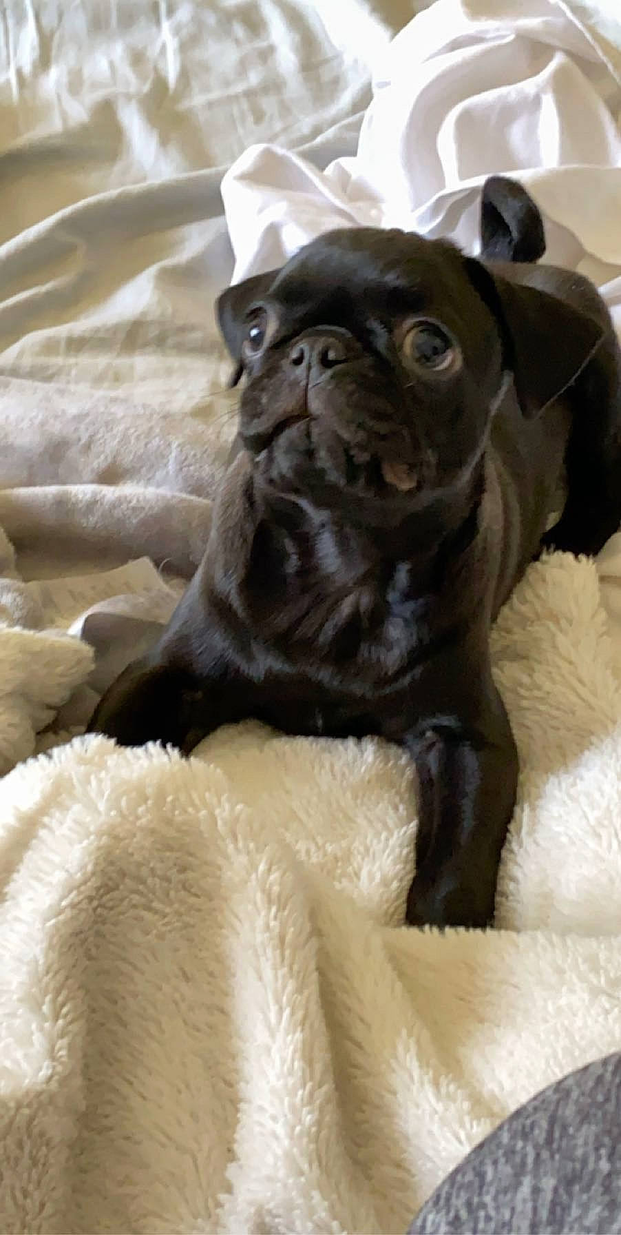 Yodi is registered to the contest to win money with this photo: bulldog, canidae, carnivore, companion_dog, dog, dog_breed, fawn, french_bulldog, mammal, non_sporting_group, pug, puppy, snout, toy_dog, vertebrate, wrinkle