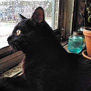 Coleslaw is registered to the contest to win money with this photo: animal, black_cat, cat, closeup, curious, daylight, feline, glass_jar, house, indoor, pet, plant_pot, rain, raindrops, reflection, side_view, terracotta_pot, urban, window, windowsill