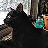 animal, black_cat, cat, closeup, curious, daylight, feline, glass_jar, house, indoor, pet, plant_pot, rain, raindrops, reflection, side_view, terracotta_pot, urban, window, windowsill