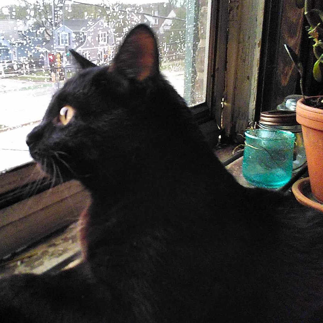 Coleslaw is registered to the contest to win money with this photo: animal, black_cat, cat, closeup, curious, daylight, feline, glass_jar, house, indoor, pet, plant_pot, rain, raindrops, reflection, side_view, terracotta_pot, urban, window, windowsill