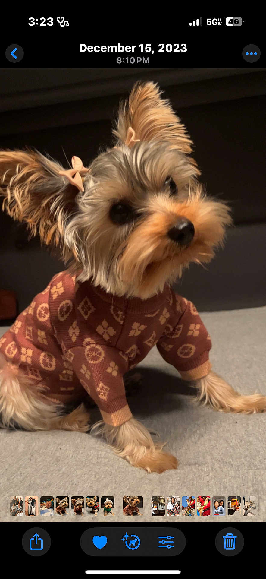 Reign joined the competition — help win amazing prizes! dog, small_dog, yorkshire_terrier, pet, sweater, clothing, cute, ears, bow, fur, indoor, soft_surface, animal, portrait, looking, curious, adorable, companion, domestic_animal, cozy