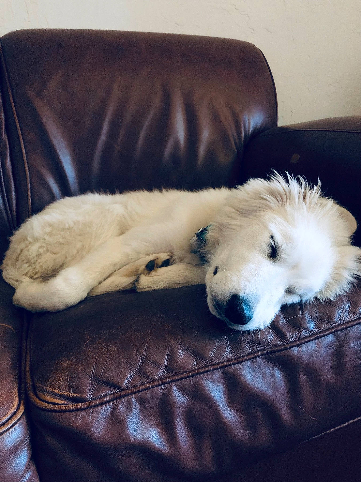 Jayla joined the competition — help win amazing prizes! borzoi, canidae, carnivore, chair, cloud, comfort, companion_dog, couch, dog, dog_breed, felidae, flooring, fur, furniture, giant_dog_breed, sky, snout, sporting_group, tail, working_animal