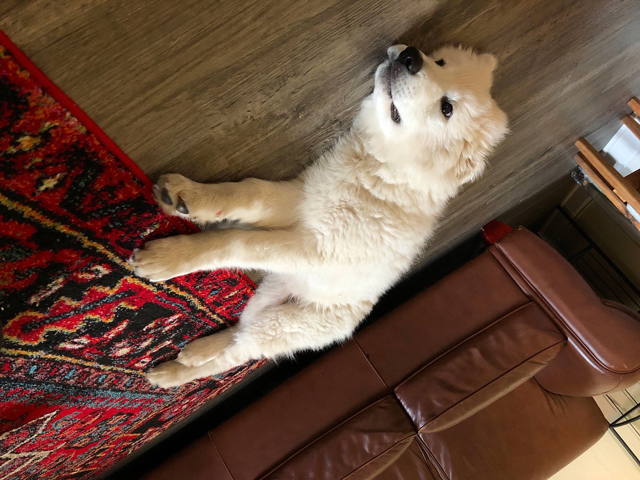 Jayla joined the competition — help win amazing prizes! carnivore, comfort, companion_dog, dog, dog_breed, fawn, felidae, floor, flooring, fur, hardwood, paw, room, small_to_medium_sized_cats, snout, sporting_group, tail, whiskers, wood, working_animal