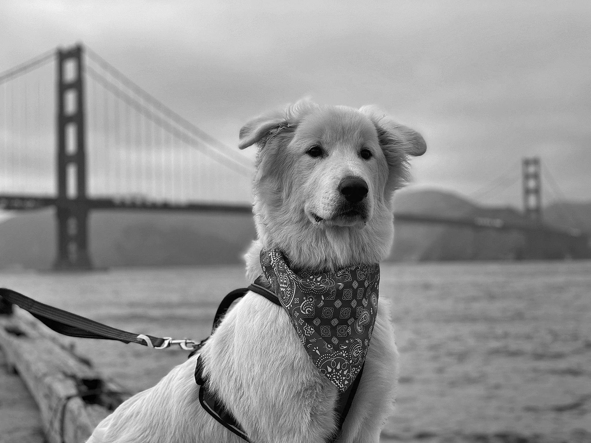 Jayla is registered to the contest to win money with this photo: black, black_and_white, carnivore, cloud, collar, companion_dog, dog, dog_breed, dog_collar, grey, monochrome, monochrome_photography, pet_supply, sky, snout, style, vertebrate, water, white, working_animal