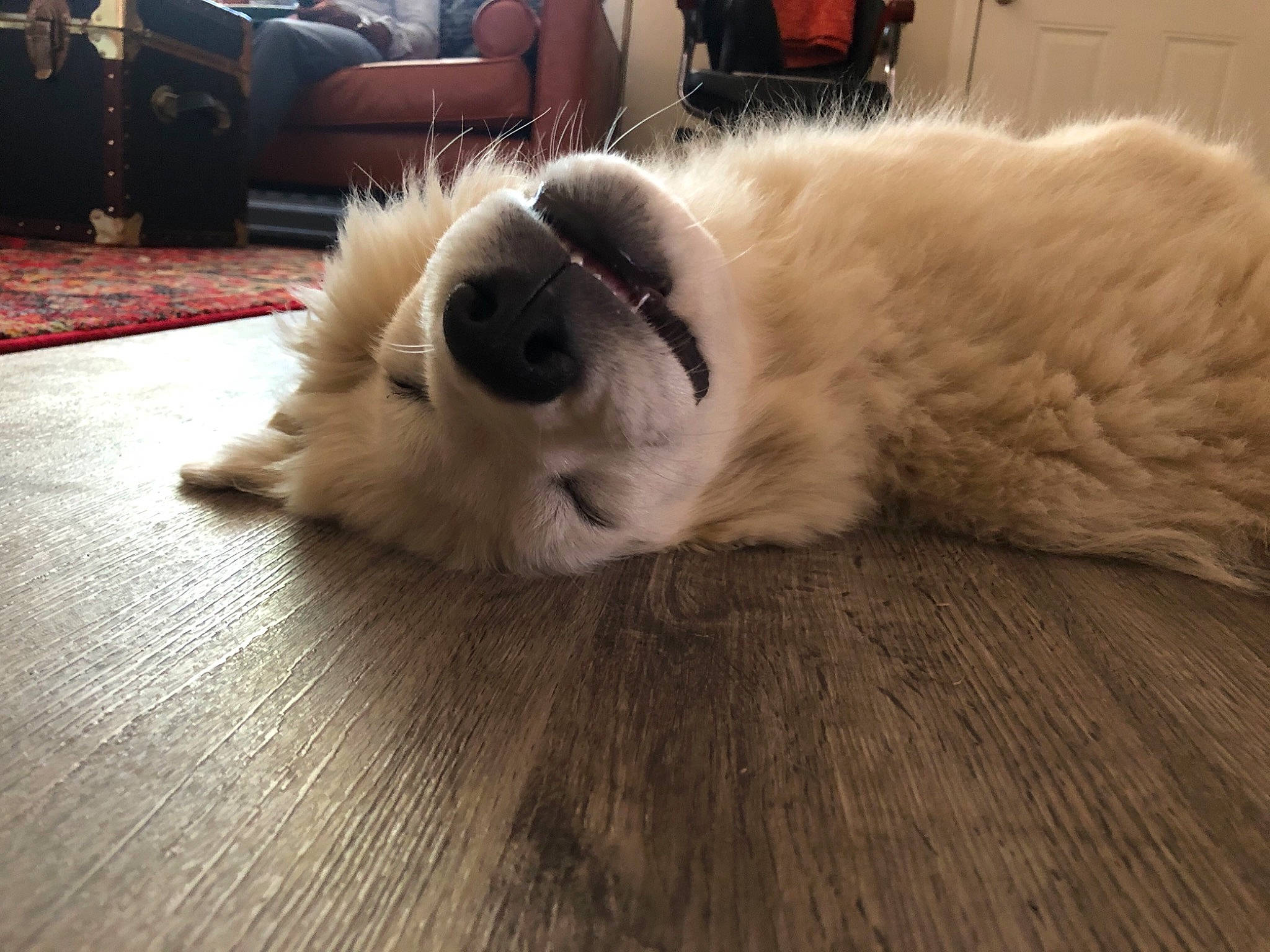 Jayla is registered to the contest to win money with this photo: carnivore, comfort, companion_dog, couch, dog, dog_breed, fawn, felidae, floor, flooring, fur, hardwood, laminate_flooring, paw, small_to_medium_sized_cats, snout, tail, vertebrate, whiskers, wood