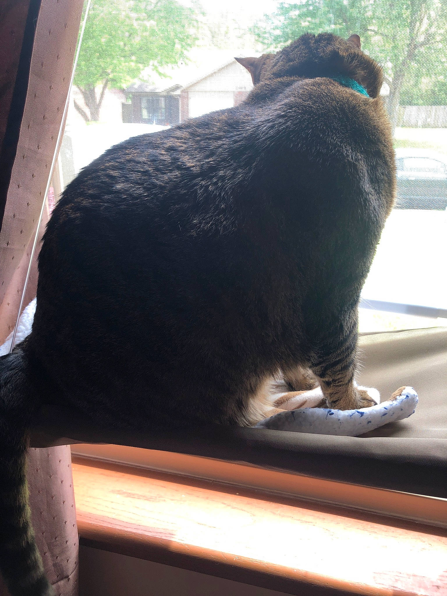 Billy is registered to the contest to win money with this photo: black_cat, carnivore, cat, felidae, fur, small_to_medium_sized_cats, tail