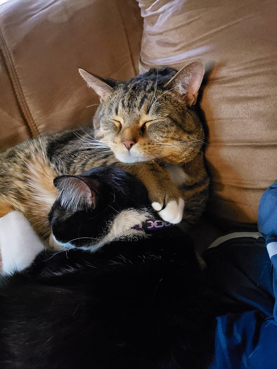 Billy is registered to the contest to win money with this photo: aegean_cat, american_shorthair, american_wirehair, asian, carnivore, cat, domestic_short_haired_cat, dragon_li, european_shorthair, felidae, fur, kitten, mammal, norwegian_forest_cat, small_to_medium_sized_cats, tabby_cat, whiskers