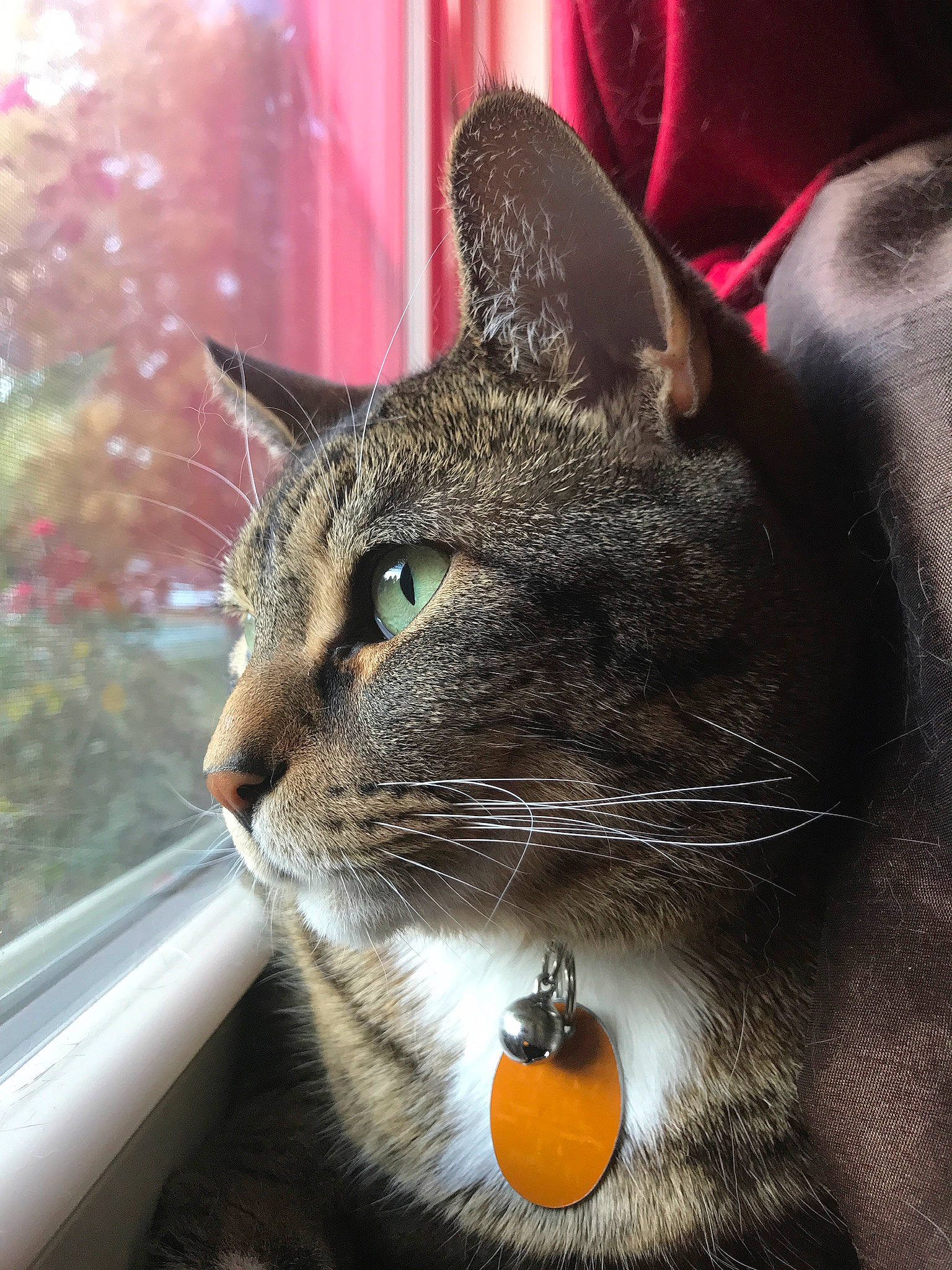 Billy is registered to the contest to win money with this photo: asian, carnivore, cat, domestic_short_haired_cat, european_shorthair, eye, fawn, felidae, fur, small_to_medium_sized_cats, snout, tabby_cat, tree, whiskers, window