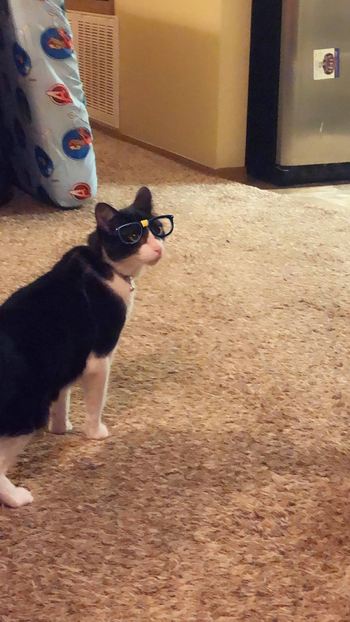 Felicia joined the competition — help win amazing prizes! canidae, carnivore, cat, dog, dog_breed, floor, flooring, mammal, non_sporting_group, puppy, sporting_group, tail