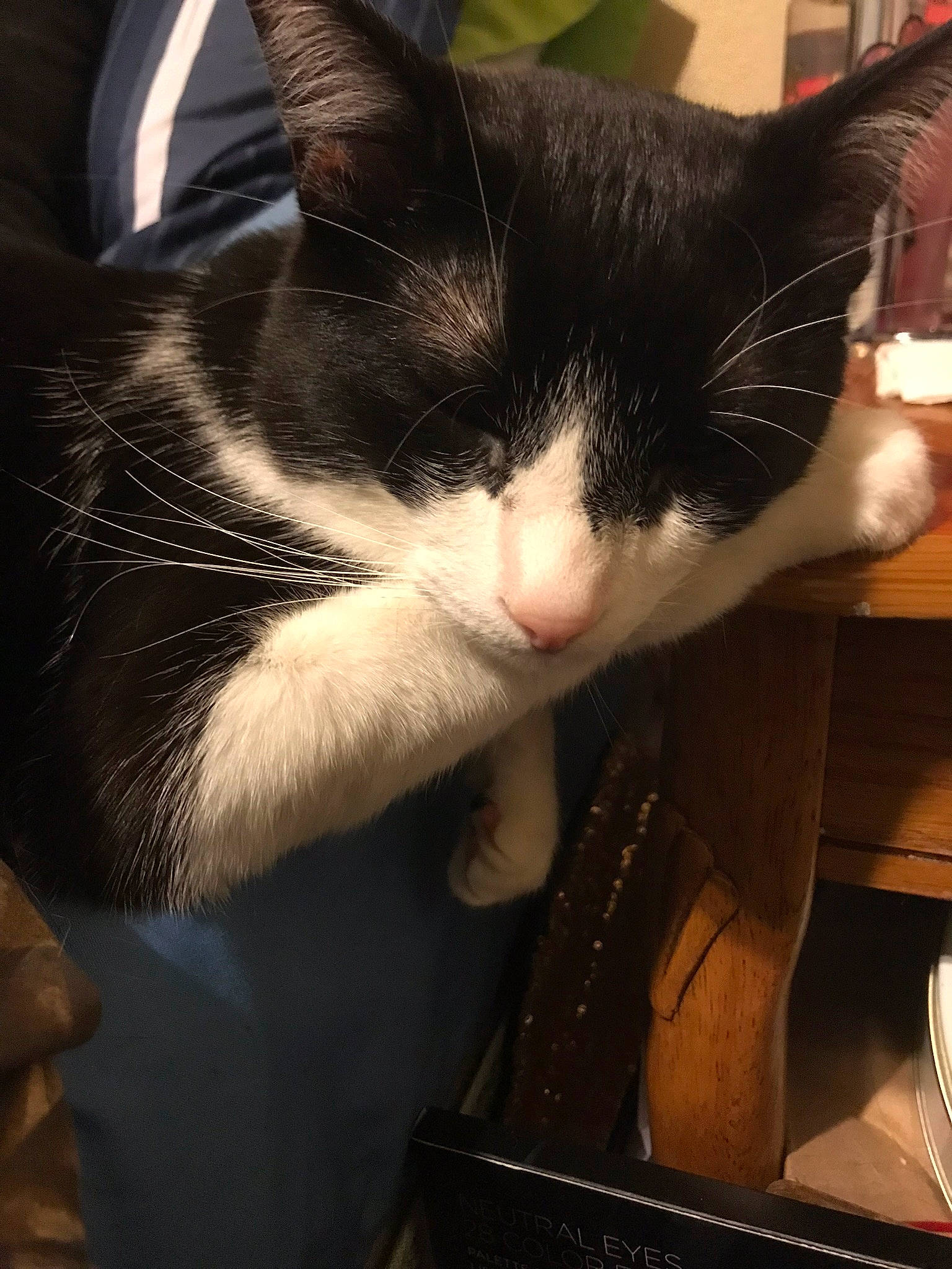 Felicia joined the competition — help win amazing prizes! carnivore, cat, domestic_short_haired_cat, ear, felidae, kitten, polydactyl_cat, small_to_medium_sized_cats, snout, whiskers