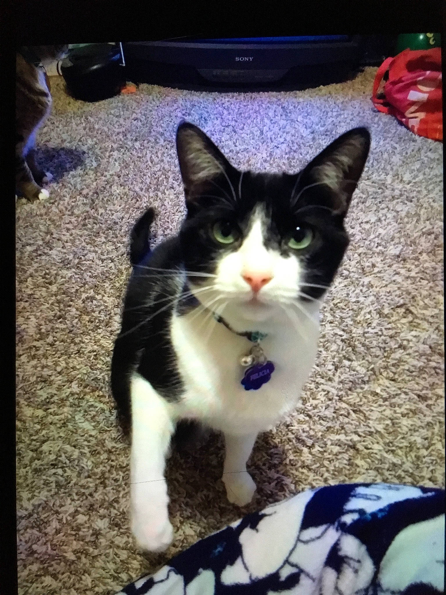 Felicia joined the competition — help win amazing prizes! aegean_cat, american_wirehair, black_and_white, bow_tie, carnivore, cat, domestic_short_haired_cat, european_shorthair, eye, felidae, kitten, mammal, ojos_azules, photo_caption, photography, polydactyl_cat, small_to_medium_sized_cats, tail, tie, whiskers