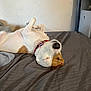 Jack joined the competition — help win amazing prizes! bed, blanket, brown, canine, collar, comfortable, dog, fabric, fur, fur_pattern, household, indoor, lying_down, paw, pet, relaxed, resting, side_table, sleeping, white