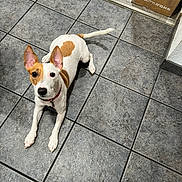 Jack joined the competition — help win amazing prizes! animal, attention, box, brown_patch, canine, collar, curious, dog, domestic, doorway, ears, floor_tile, home, indoor, laying_down, looking_up, pet, tile_floor, white_fur, young_dog