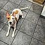 animal, attention, box, brown_patch, canine, collar, curious, dog, domestic, doorway, ears, floor_tile, home, indoor, laying_down, looking_up, pet, tile_floor, white_fur, young_dog