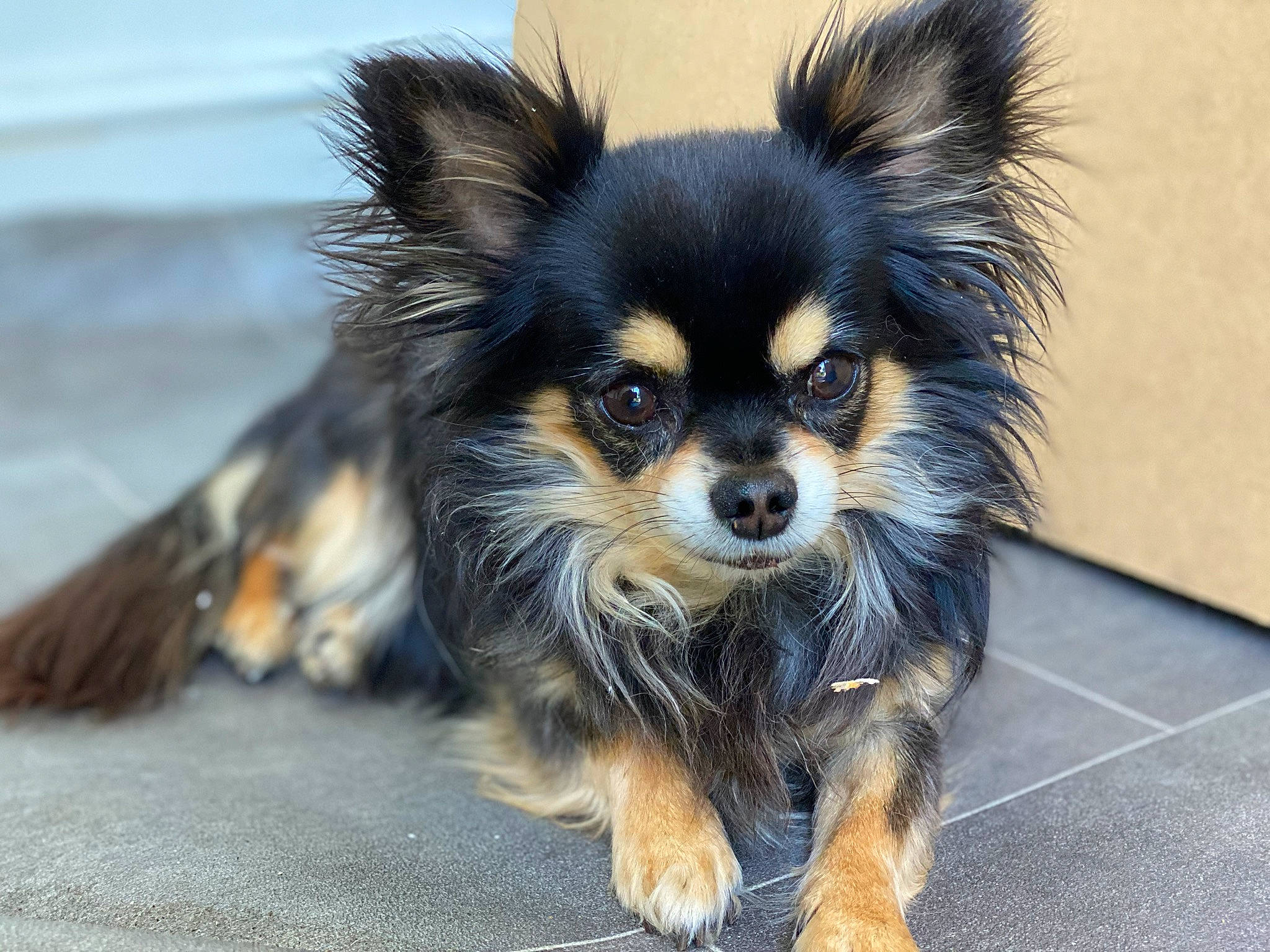 Popcorn is registered to the contest to win money with this photo: canidae, carnivore, companion_dog, dog, dog_breed, fawn, fur, iris, mammal, neck, non_sporting_group, puppy, snout, sporting_group, toy_dog, vertebrate, whiskers, working_animal