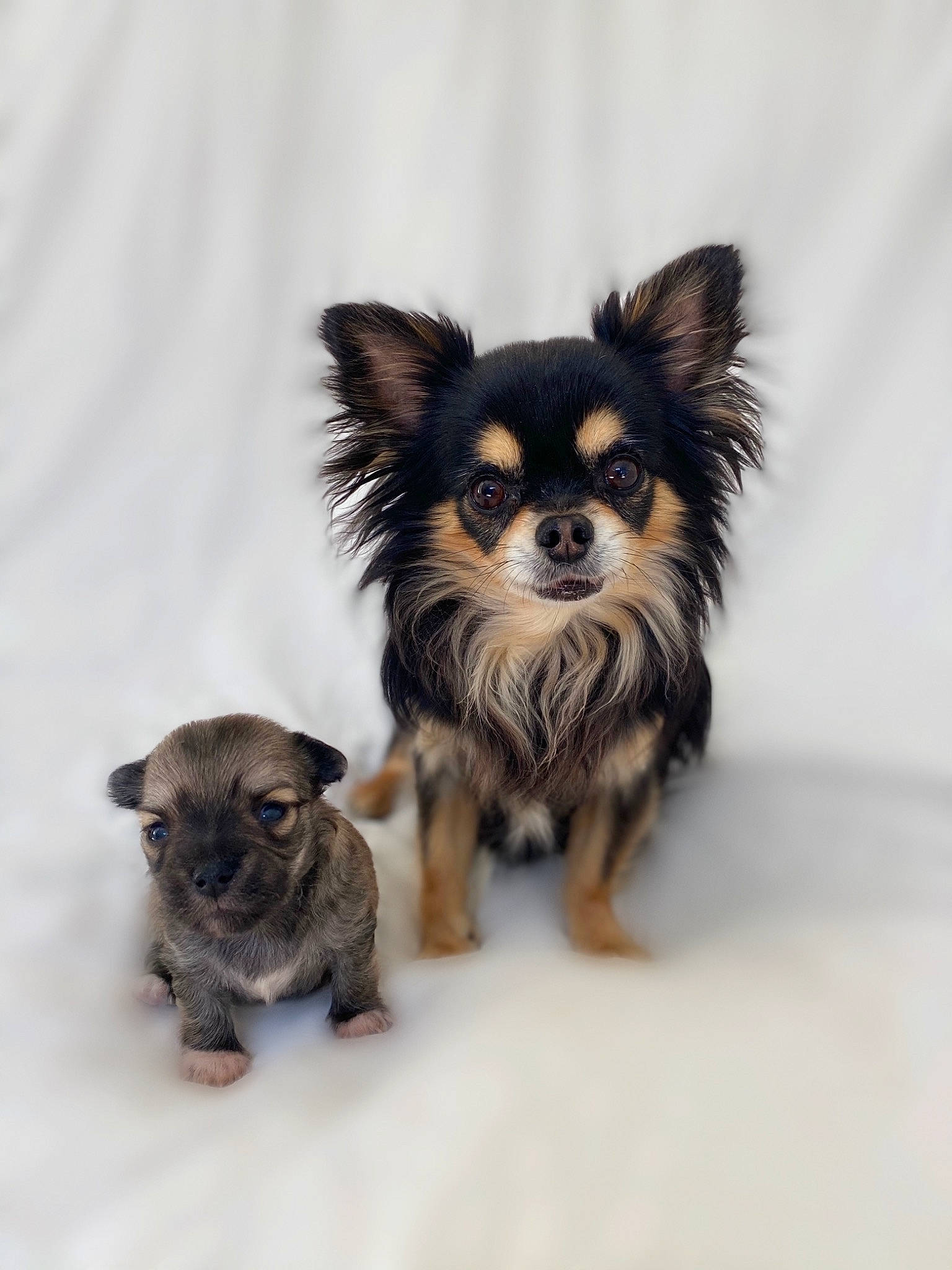 Popcorn is registered to the contest to win money with this photo: beige, brown, canidae, carnivore, companion_dog, dog, dog_breed, dog_supply, fawn, fur, liver, neck, non_sporting_group, pet_supply, puppy, skin, snout, toy_dog, vertebrate, working_animal